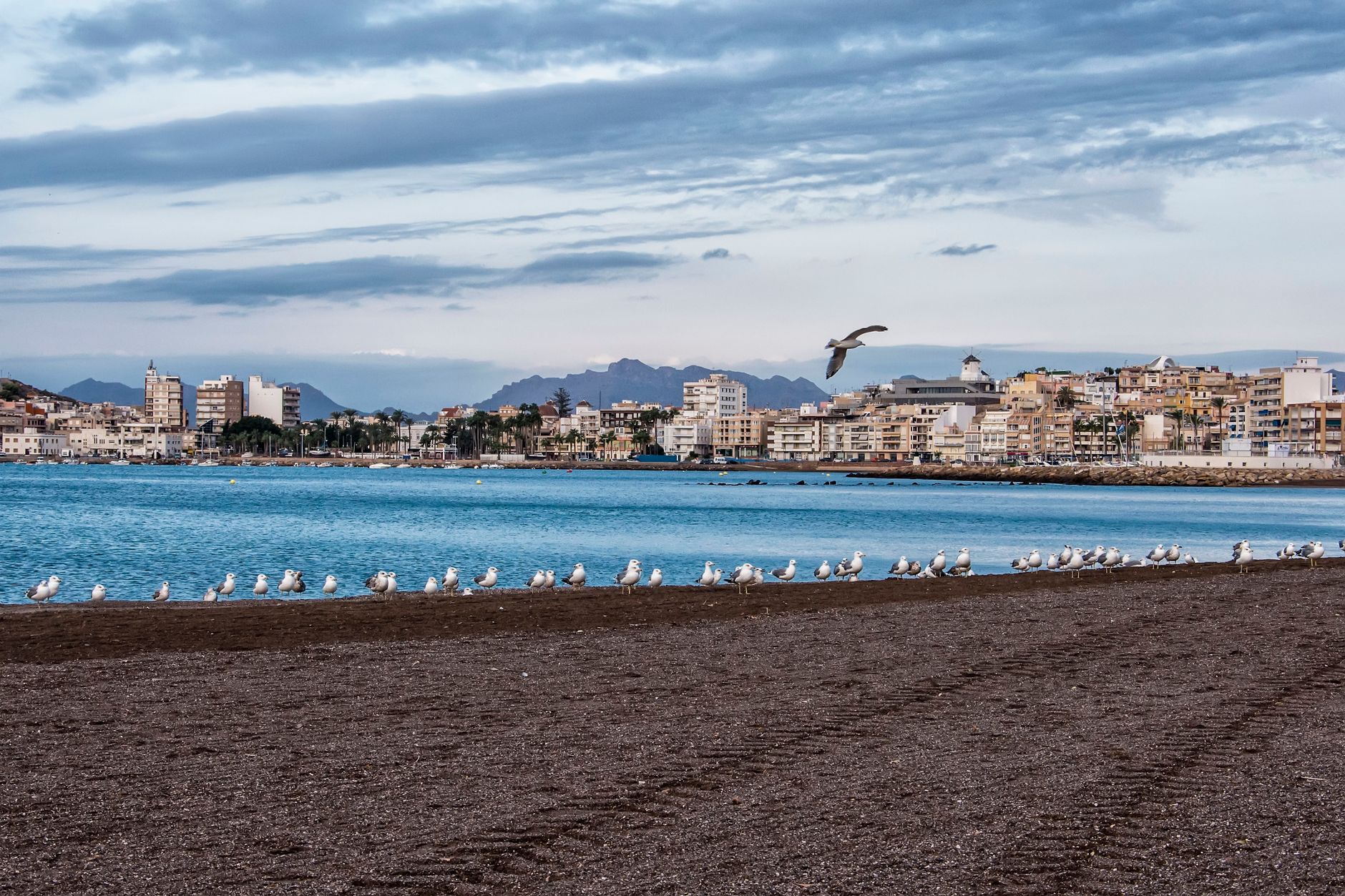 Seagulls perched on Águilas beach with the cityscape in the background under a cloudy sky.