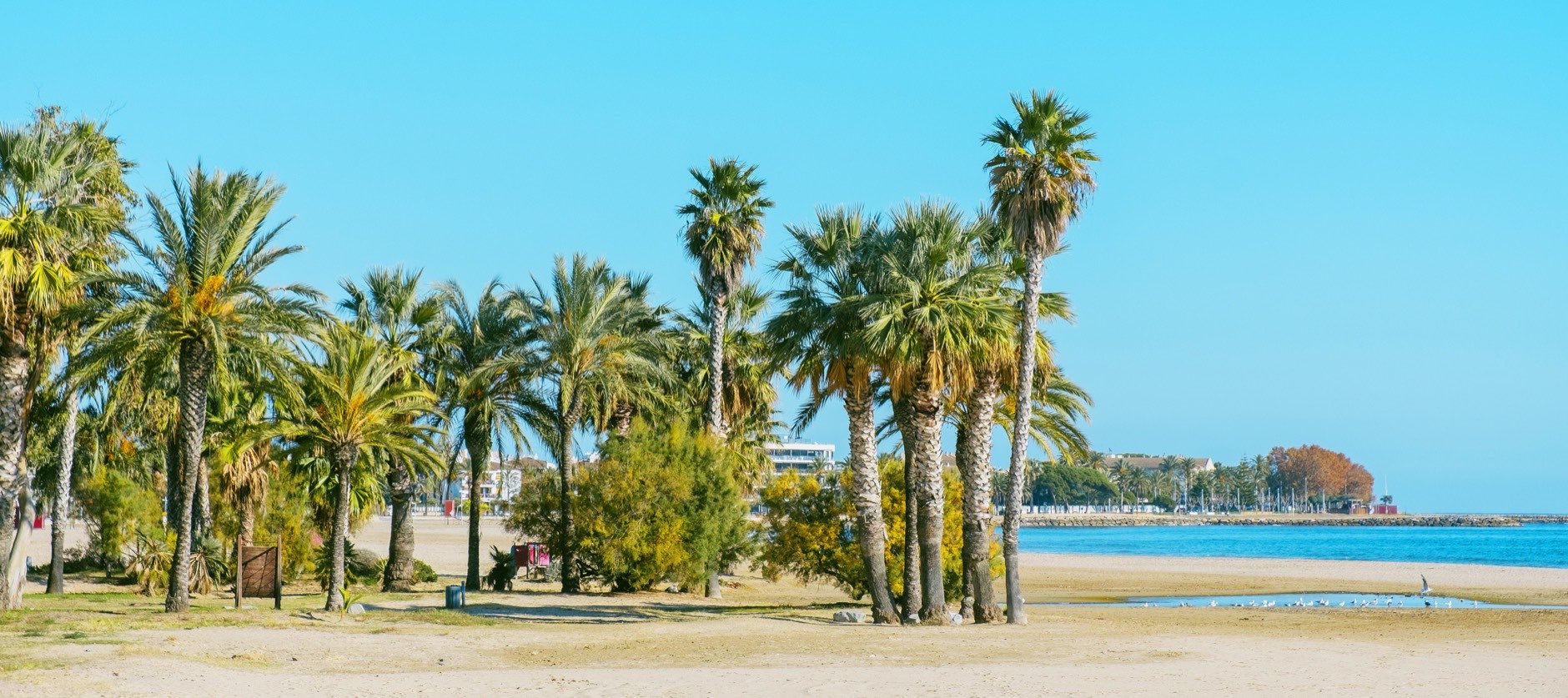 Oasis with palm trees in the Platja del Regueral beach, also known as Platja del Prat den Fores, in Cambrils, Spain, in the Costa Daurada coast, in a panoramic format to use as web banner or header