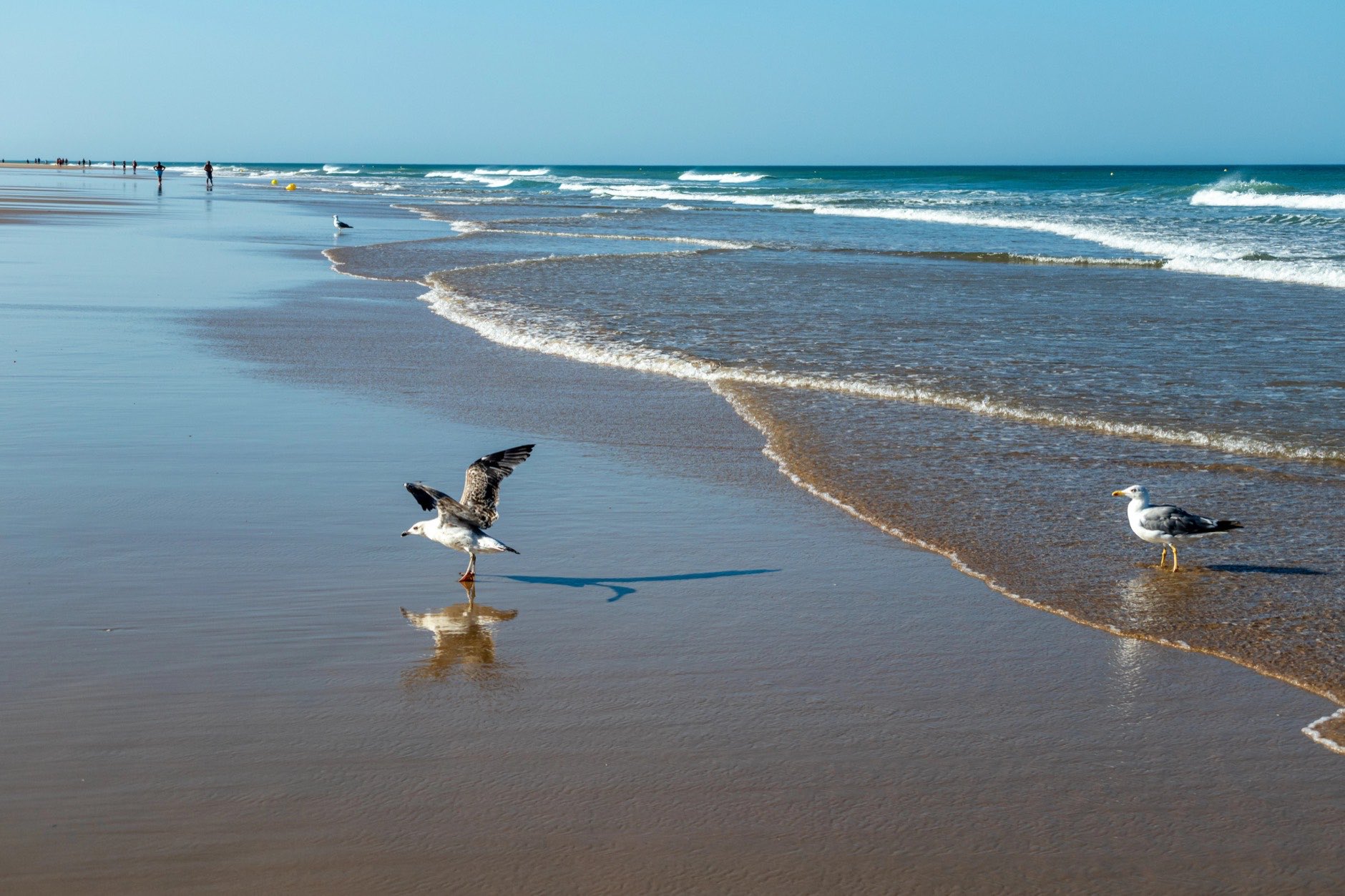 Seagulls on the La Barrosa beach in Sancti Petri, in the town of Chiclana de la Frontera in Cadiz, seen at sunrise
