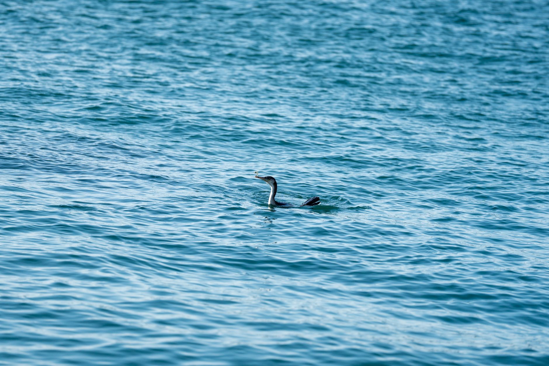A heron gliding gracefully across the blue ocean waters of Denia, capturing the beauty of wildlife.