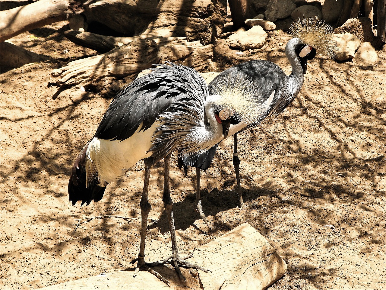 Birds, exotic, zoo, fuengirola, feathers, plumage, nature, animals